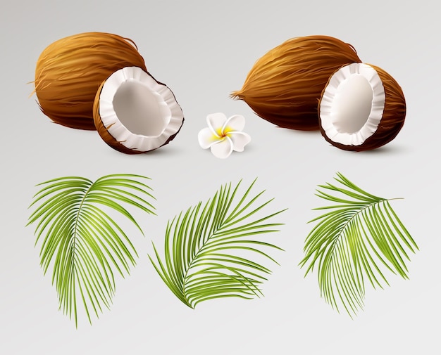 Noix de coco 3d réaliste Coco entier et demi vue de côté différente feuilles de palmier et fleur tropicale Conception d'emballages cosmétiques éléments isolés huile de palme et lait Aliments sains vecteur illustration isolée