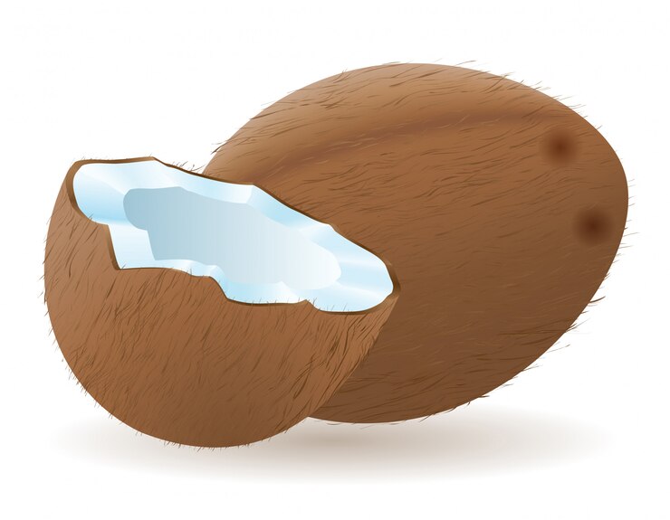 Vecteur noix de coco