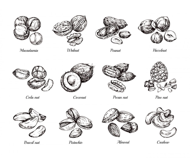 Vecteur noix et graines dessinés à la main. doodle esquisse ensemble isolé de cacahuètes, noisettes et noix de cajou
