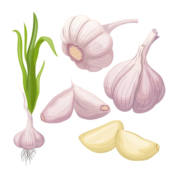 Nourriture à l'ail set illustration vectorielle de dessin animé