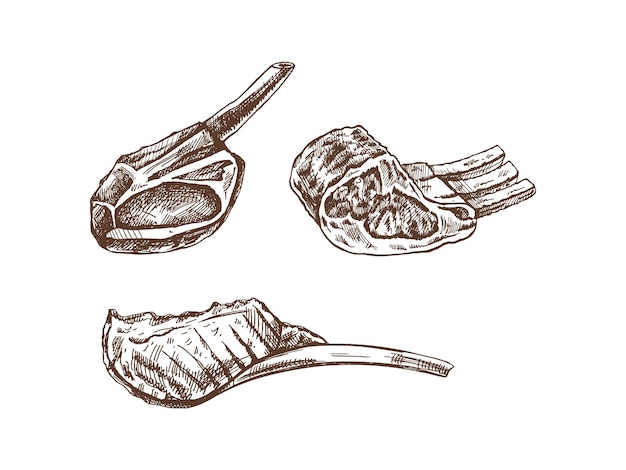 Vecteur nourriture biologique des croquis vectoriels dessinés à la main de viande de porc, de bœuf, d'agneau, de côtes, de morceaux de viande.