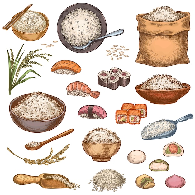 Vecteur nourriture de riz. plats asiatiques dessinés à la main, rouleaux de sushi, mochi, bol de bouillie et nouilles. sac et tas de grains de riz. ensemble de vecteurs de cuisine japonaise. produits sains et biologiques avec du poisson ou des fruits de mer