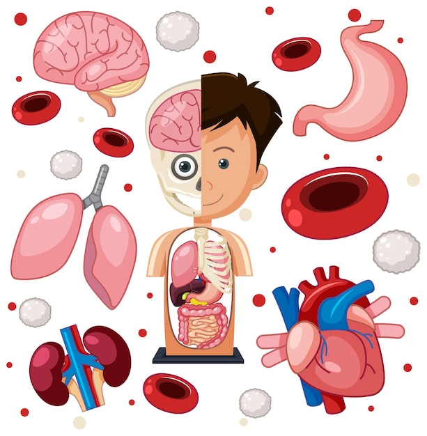Objets d'anatomie de parties humaines