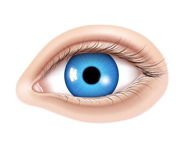 Œil humain réaliste vectoriel 3d sans maquillage Iris bleu brillant avec des détails macro Élément facial sur un fond de peau Utile pour la conception de la correction de la vision au laser et également pour le maquillage des cosmétiques