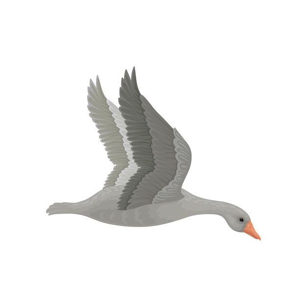 Vecteur oie grise adulte en vol avec les ailes largement ouvertes vue latérale grand oiseau sauvage au long cou et au bec orange thème de la faune illustration vectorielle colorée en style plat isolée sur fond blanc