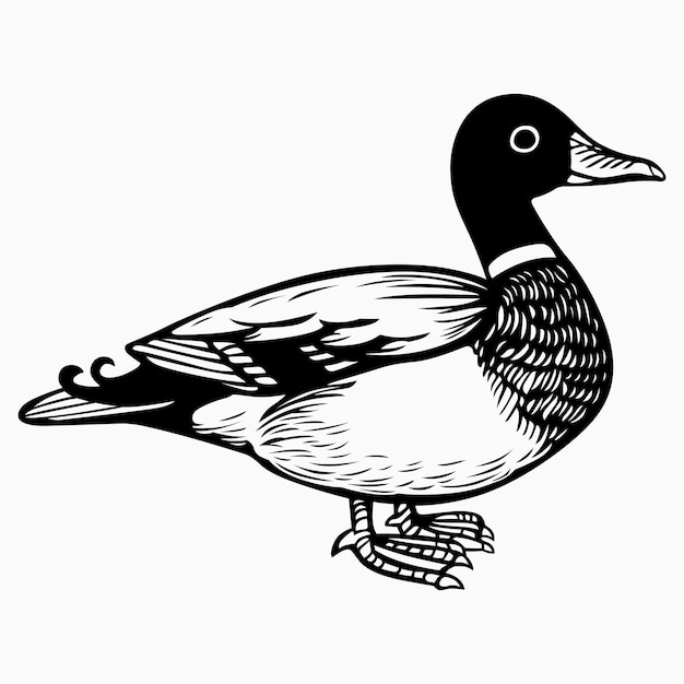 Oiseau Canard