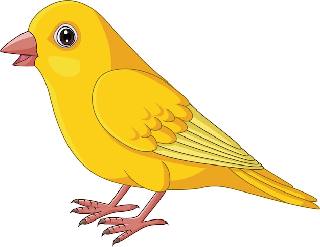 Oiseau Canari Jaune Dessin Animé Sur Fond Blanc