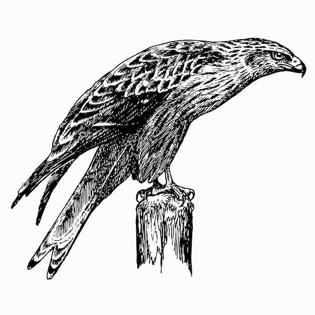 Oiseau Cerf-volant rouge