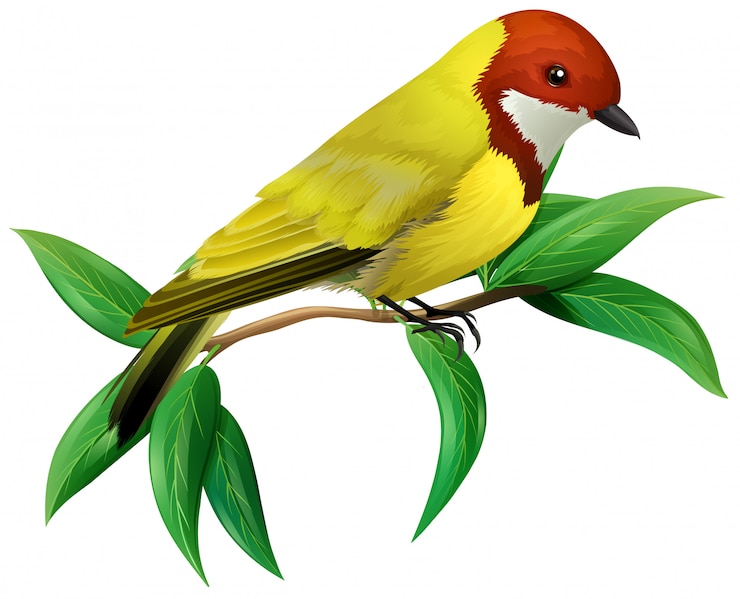Vecteur un oiseau coloré sur fond blanc