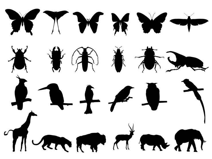 Oiseau, insecte et faune
