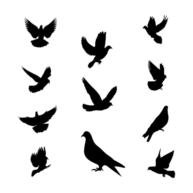 Oiseau Pigeon