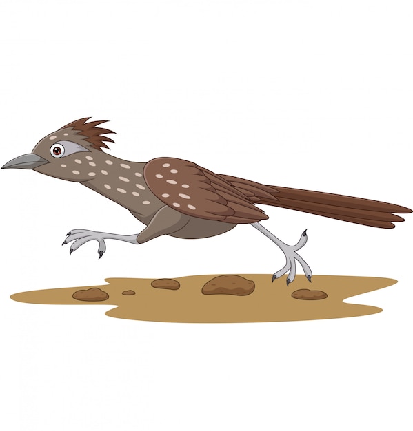 Vecteur oiseau roadrunner de dessin animé qui court sur la route