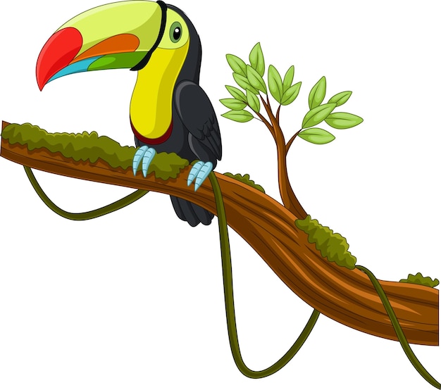 Vecteur oiseau toucan dessin animé sur une branche d'arbre