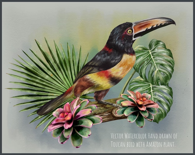 Oiseau Toucan Avec Plante Amazone