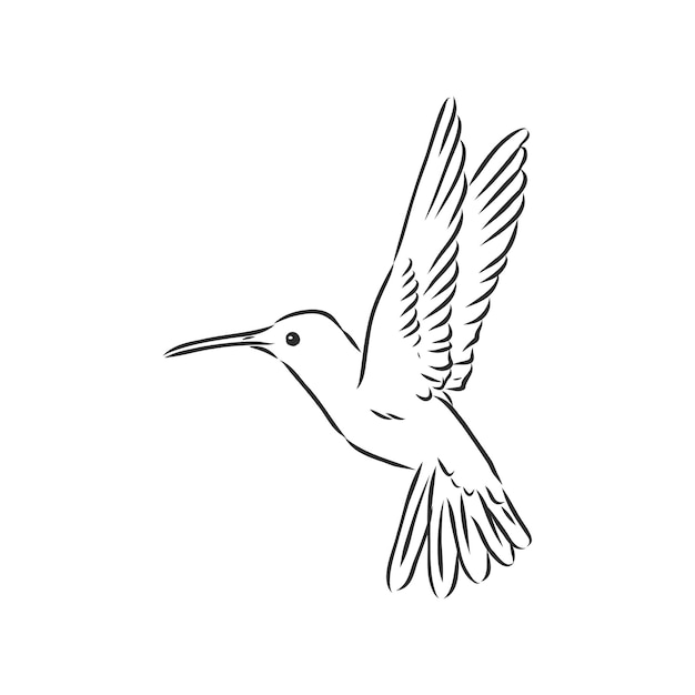 Oiseau Volant Colibri, Illustration De Croquis De Vecteur Dessinés à La Main