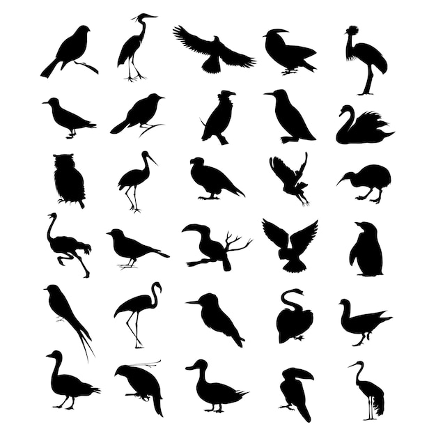 Oiseau2