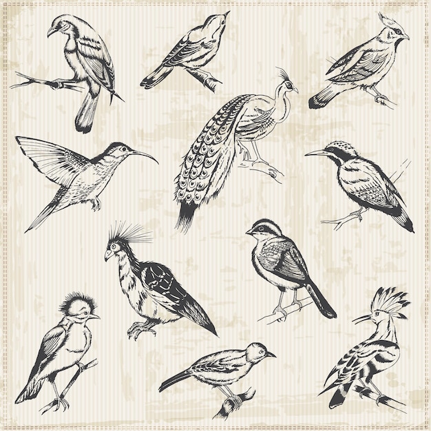 Oiseaux dessinés à la main