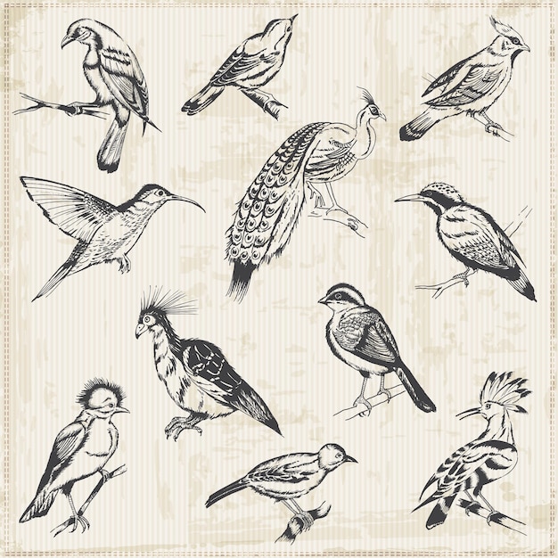 Vecteur oiseaux dessinés à la main