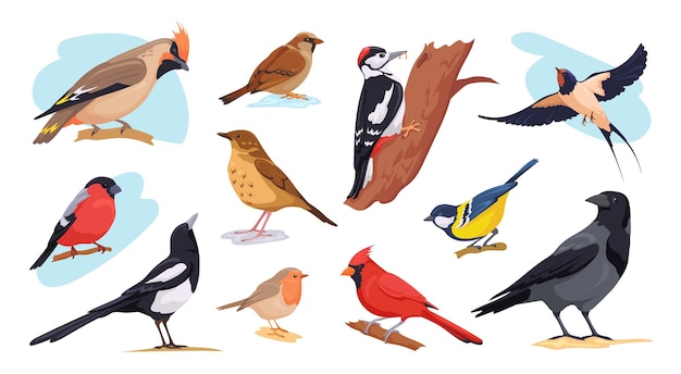 Vecteur oiseaux européens hiver automne espèces d'oiseaux sauvages ou jardin birdie avec bec observation des oiseaux plumage animal sur bois europe pic petite mésange cardinal merle illustration vectorielle soignée