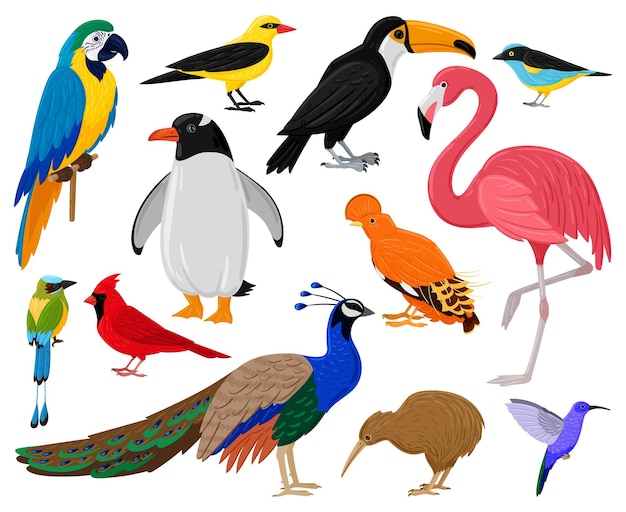 Vecteur oiseaux exotiques tropicaux de dessin animé, perroquet, toucan, pingouin et flamant rose. ensemble d'illustrations vectorielles de colibri, de kiwi et de paon de la faune exotique. animaux sauvages à plumes