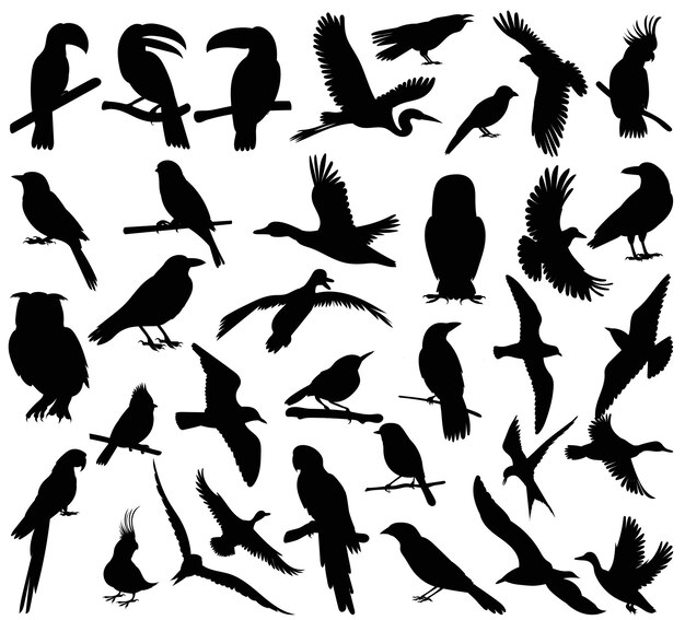 Oiseaux mis silhouette sur fond blanc vecteur isolé