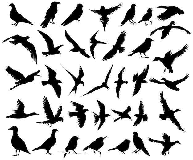 oiseaux mis en silhouette, sur fond blanc, vecteur
