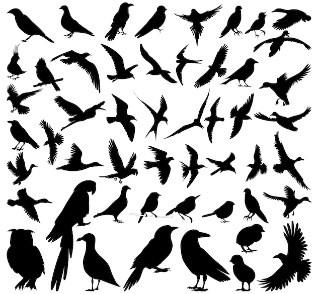 Oiseaux mis silhouette isolé sur fond blanc vecteur