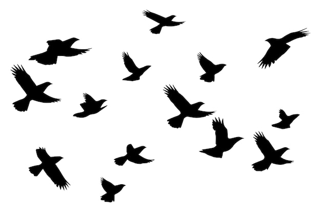 Les Oiseaux Volants Ont Des Silhouettes Noires.