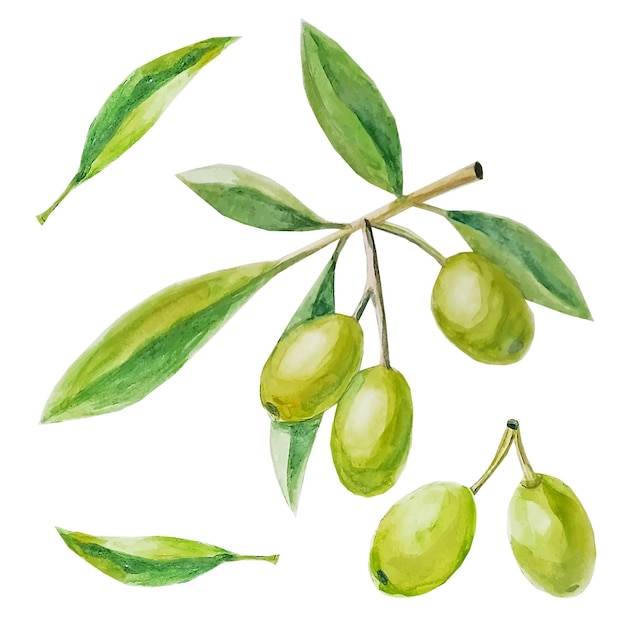 olive aquarelle dessin potager bio plante