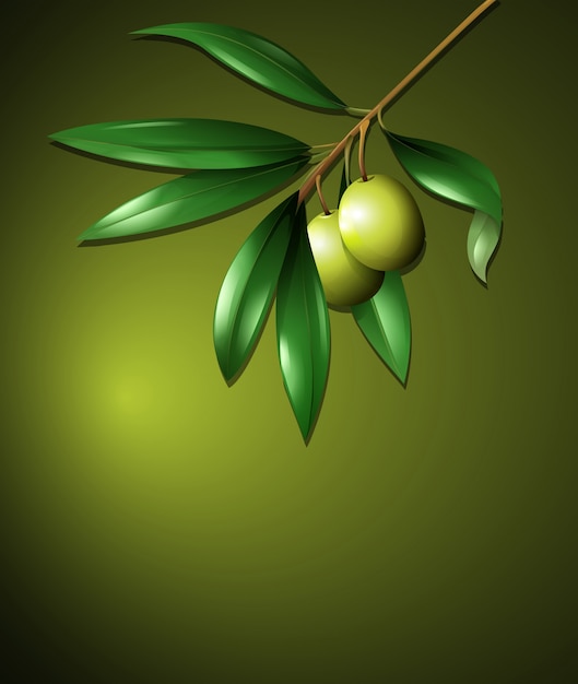 Vecteur olive et arbre sur fond vert