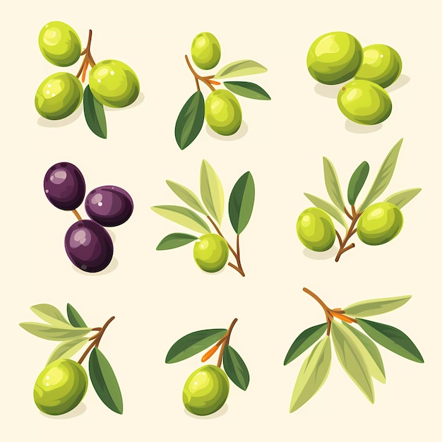 Vecteur olive à l'huile