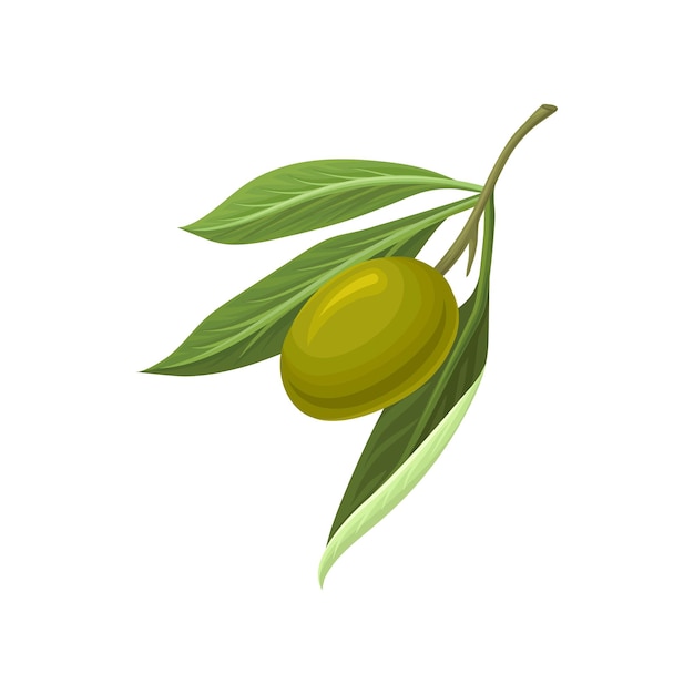 Olive verte mûre avec feuilles vector Illustration sur fond blanc