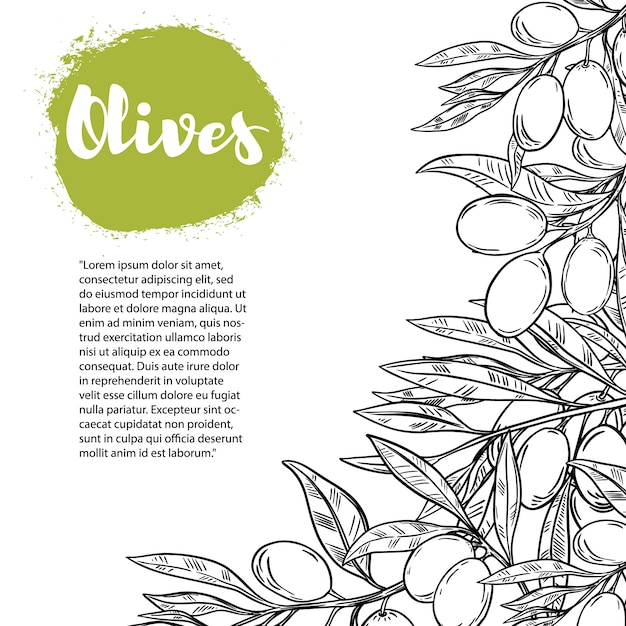 Olives. Modèle De Flyer Avec Bordure De Branche D'olivier. élément Pour Affiche, Flyer,. Illustration