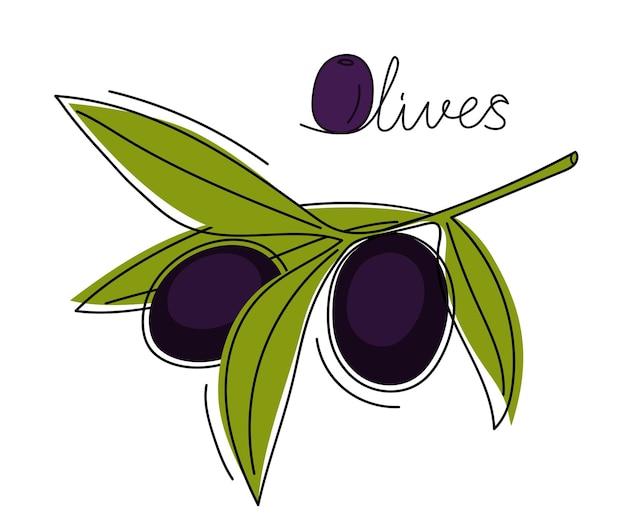 Olives Noires Dessinées à La Main Avec Des Feuilles Sur Fond Blanc