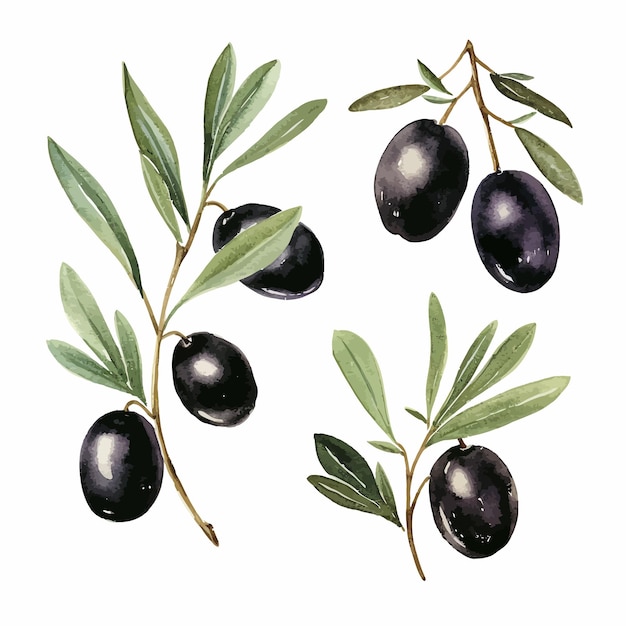 Olives Noires à Feuilles Vectorielles