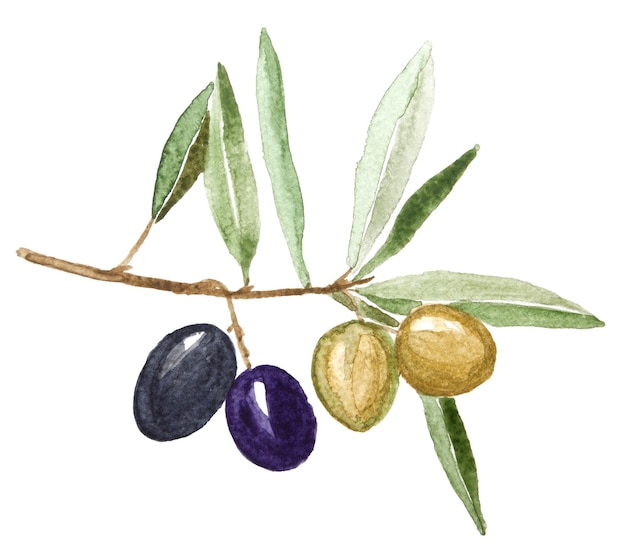 Olives vertes et noires aquarelles