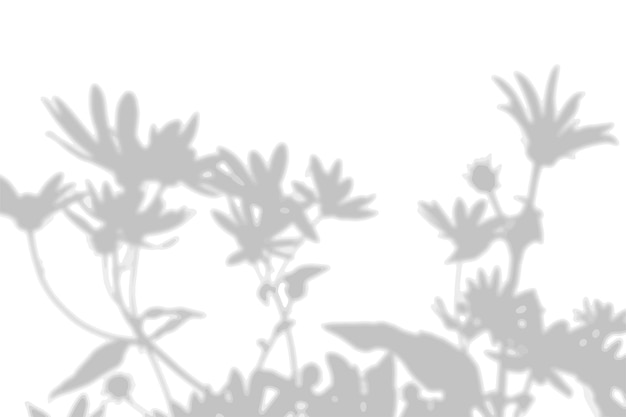Vecteur l'ombre des plantes exotiques sur le mur blanc camomille image pour superposition de photos ou maquette