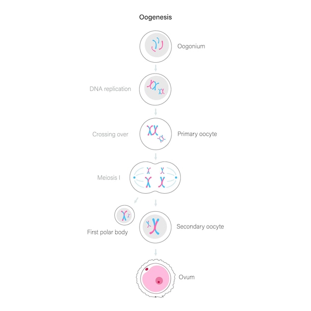 Vecteur oogenèse