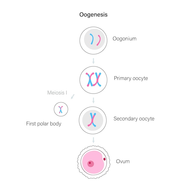 Vecteur oogenèse