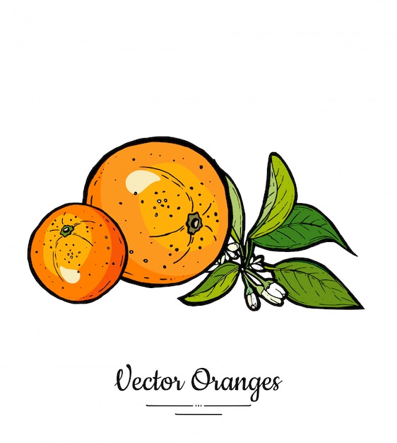Oranges Set Vector Isolé. Mandarine Orange Entière, Tranches, Feuilles De Fleurs.