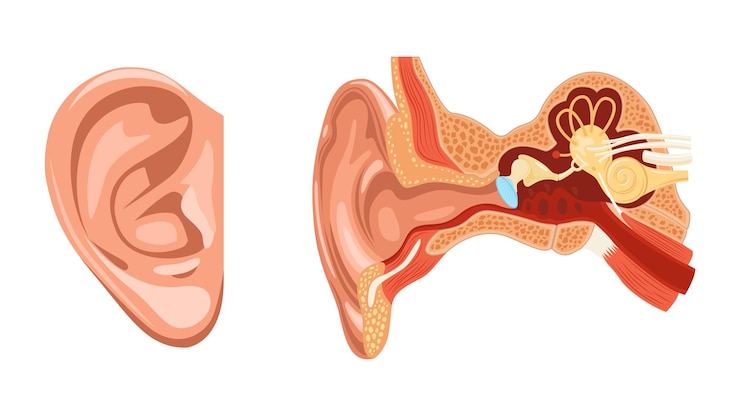 Vecteur oreille d'anatomie réaliste sertie de deux images isolées des parties externes et internes de l'illustration vectorielle de l'oreille humaine
