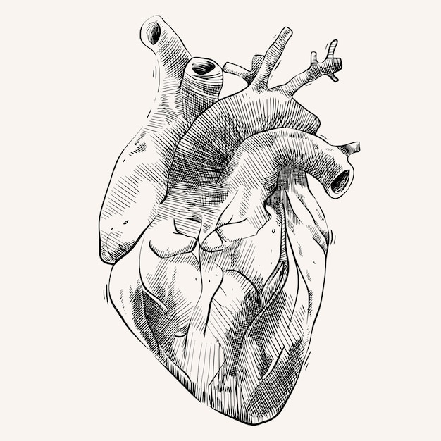 Vecteur organe de coeur avec style de croquis de dessin à la main