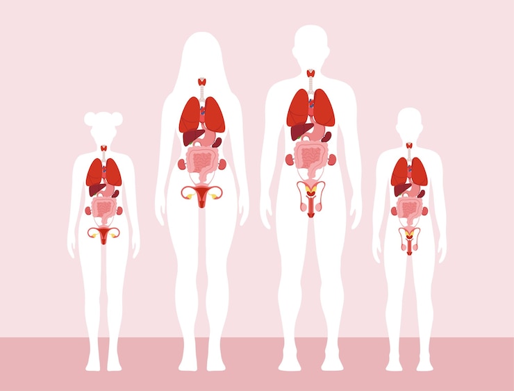 Vecteur organes de l'anatomie humaine infographies médicales colorées avec des systèmes d'organes situés dans le corps de l'homme femme