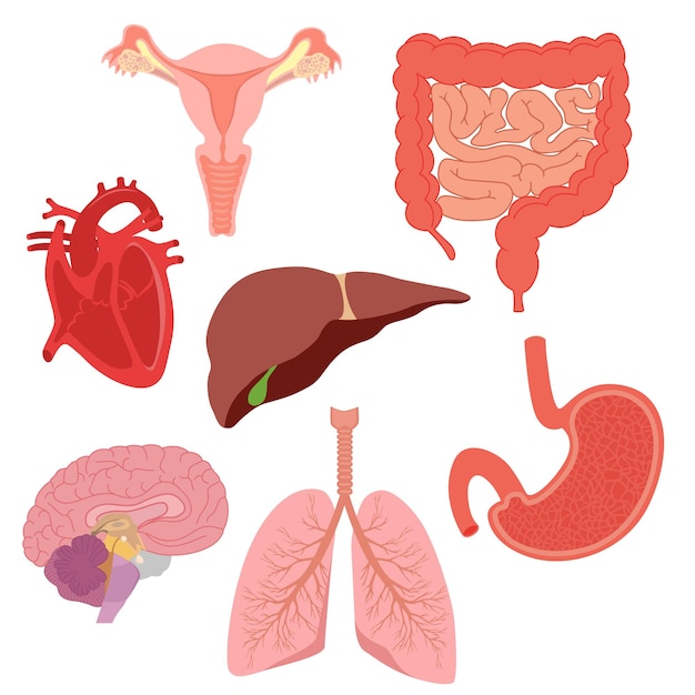 Organes du corps humain poumons intestins coeur utérus foie cerveau estomac
