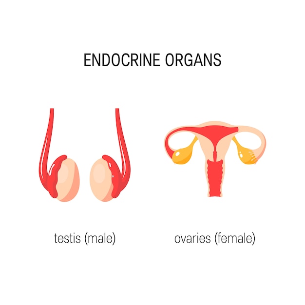 Organes Endocriniens Mâles Et Femelles