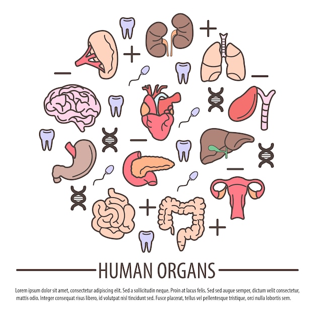 Vecteur organes humains avec des parties d'adn