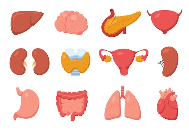 Organes Internes Coeur Estomac Pancréas Rein Foie Cerveau Intestin Vecteur Ensemble