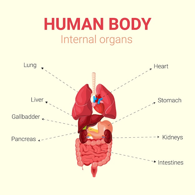 Vecteur organes internes du schéma d'affiche infographique plat du corps humain avec des noms d'emplacement d'images d'icônes