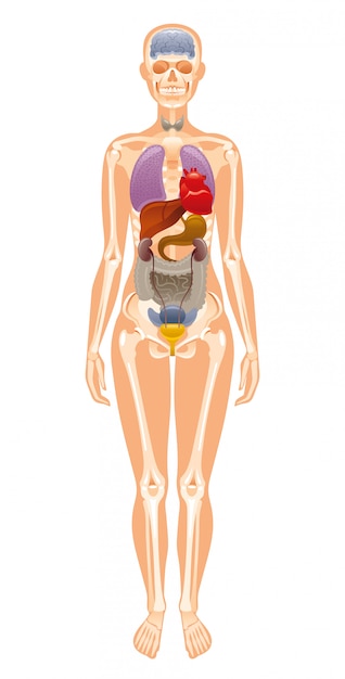 Organes Internes Humains Et Anatomie Du Squelette.