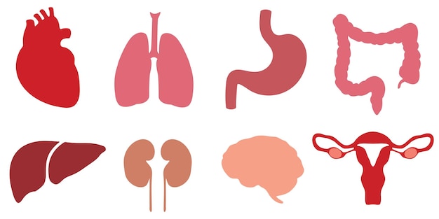 Vecteur organes internes humains collection d'icônes d'organes éléments vectoriels
